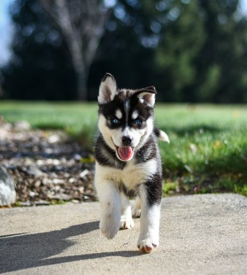 Pomsky Puppy For Sale - Lone Star Pups